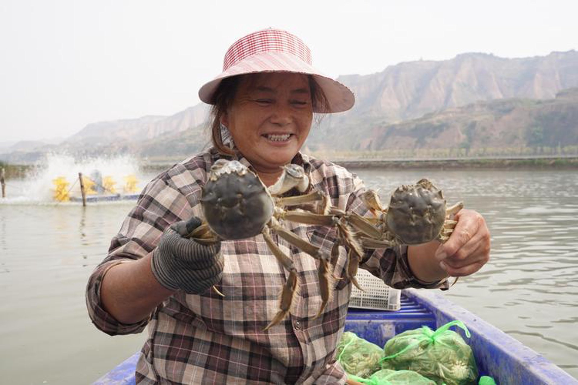 黄河口大闸蟹